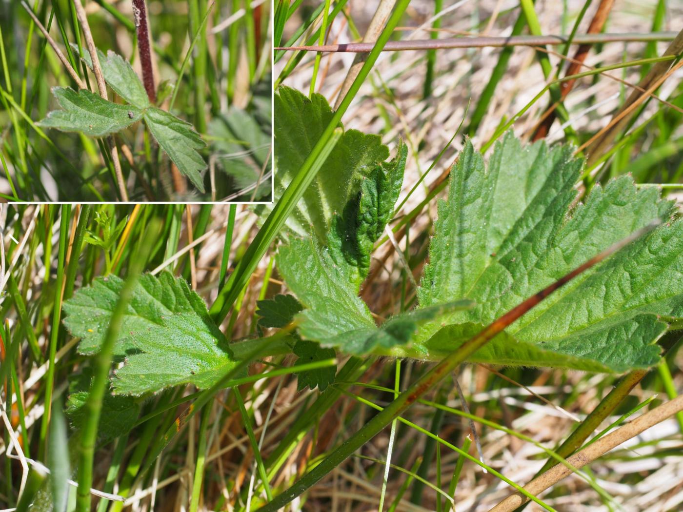 Avens, Water leaf